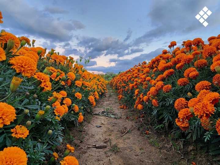 Iluminan con cempasúchil los campos de Fitoflor en Xoxocotlán