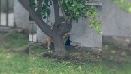 California Passerby Discovers A Puppy Hiding In A Place No One Thought To Look