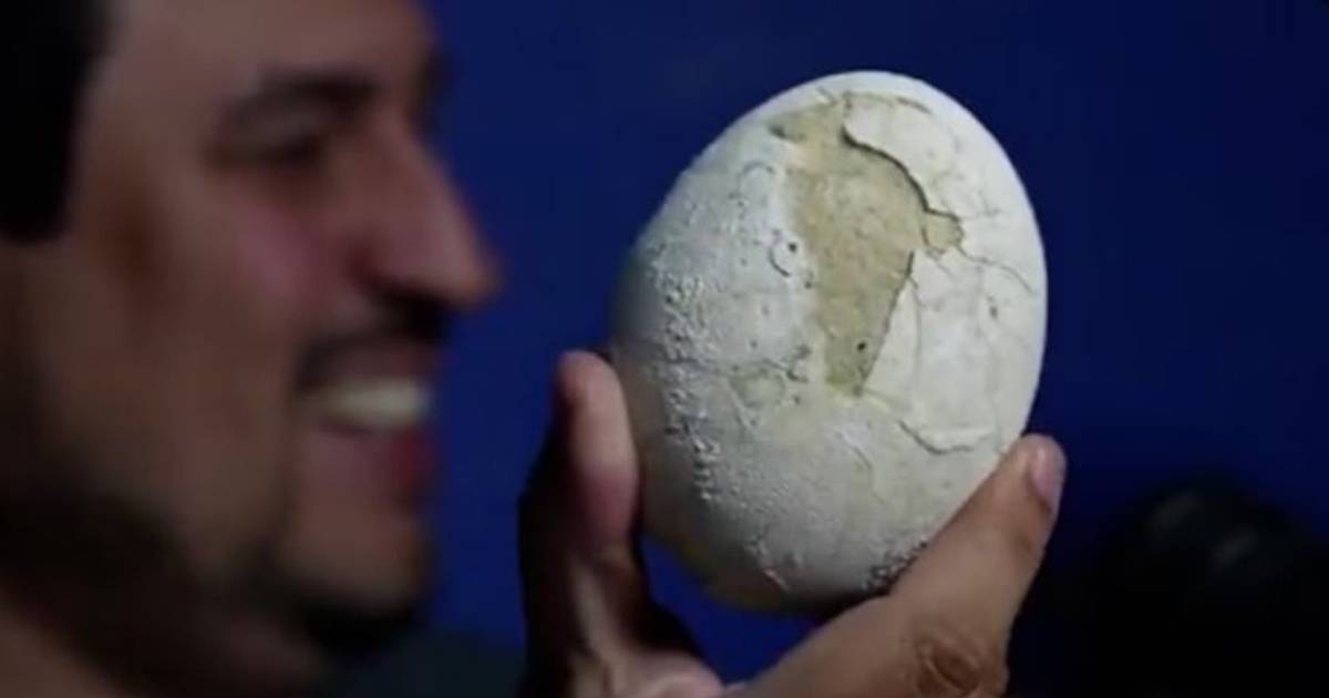 Streaming del Conicet: encontraron un huevo de dinosaurio carnívoro en la Patagonia