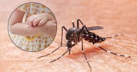 Dengue en Sonora supera siete veces cifra del 2024 y escala a tercer lugar nacional con 772 casos