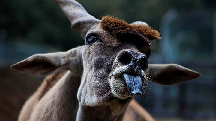 Entre cebras, osos y capibaras: así es el 'Cabárceno gallego' que conquista redes sociales, a 50 minutos de A Coruña
