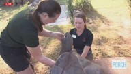 Celebrating Tulsa's animal doctors with National Veterinary Technician Week