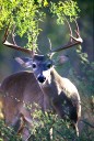 Woods, Waters, and Wildlife:  Deer Season Opens This Saturday