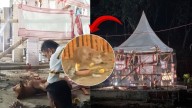 'Maya' lives on: The loyal dog at Zubeen’s memorial site is safe and looked after by locals