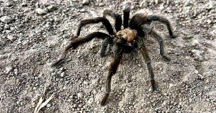 Tarantula mating season is in full swing. Not everyone comes out alive