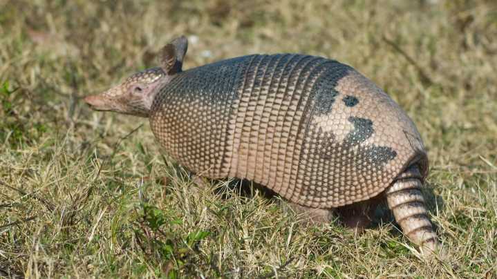 What to know about the 9-banded armadillo migrating across Tennessee