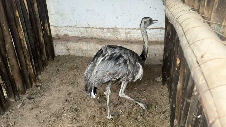 Una familia tenía un ñandú en el patio de su casa y fue rescatado por la Policía Rural