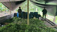 Armada reporta la destrucción de más de 30 laboratorios para la producción ilegal de pasta base de coca en Nariño