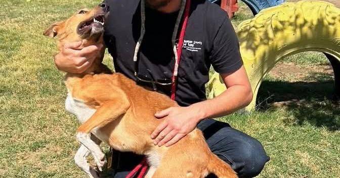 Humane Society to continue animal kenneling, rabies control in county