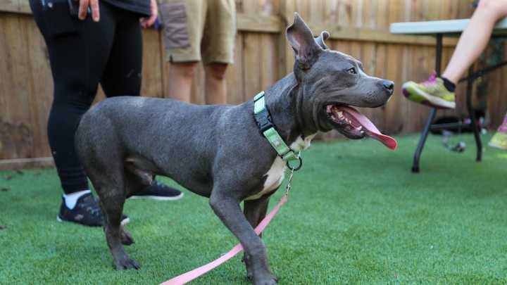 Once marked for euthanasia, the dogs are now ready to foster or adopt