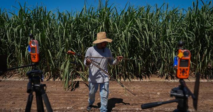 Heat stress research in California focuses on farmworkers