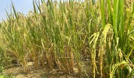 Telangana farmers in despair: Rs 1,160 crore bonus delay clouds record kharif Paddy harvest