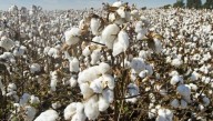 Impulsan la siembra de algodón con semillas bonificadas y créditos especiales