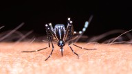 Alerta por un aumento de casos de fiebre amarilla en América del Sur