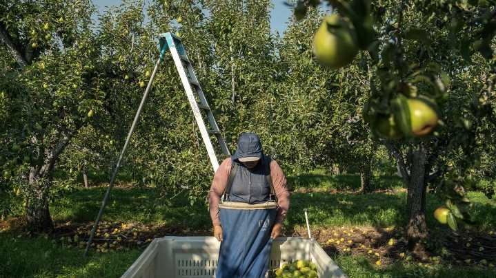 Takeaways from AP's report on the growing dangers of heat on pregnant agriculture workers
