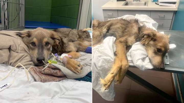 Illinois Foster Mom Takes in a Starving Dog And What Happens Next Leaves Everyone Speechless