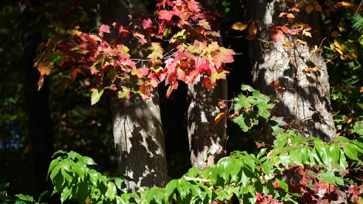 Seacoast NH and Maine foliage 2025 in photos