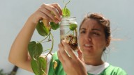 Dengue: se confirmó la presencia del vector en 16 barrios de la ciudad de Santa Fe