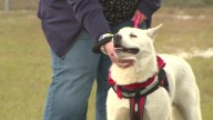 Pet of the Week: Meet Lewis!