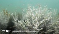 Los arrecifes de coral enfrentan su peor crisis: científicos alertan un colapso global