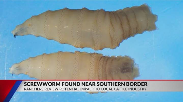 Ranchers give insight into local cattle industry amid screwworm worries