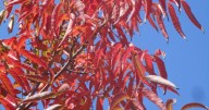 Autumn foliar color is chill