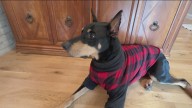Good dog! Helping your pup with holiday manners