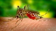 LA County reports 1st local dengue case of 2025