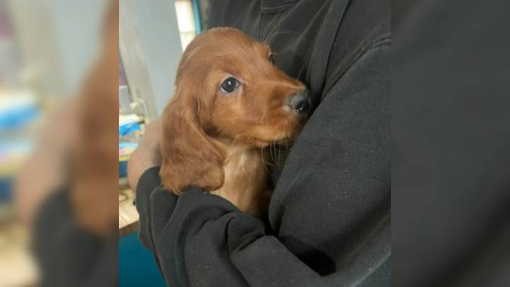 A Year After Adoption, This Minnesota Puppy’s True Breed Shocks Her Family