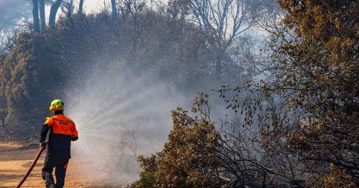 Un estudio liderado por la Universidad de Cádiz alerta de la bomba de combustible que suponen las repoblaciones de pinos