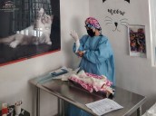 ¿Por qué es importante esterilizar a los gatos?