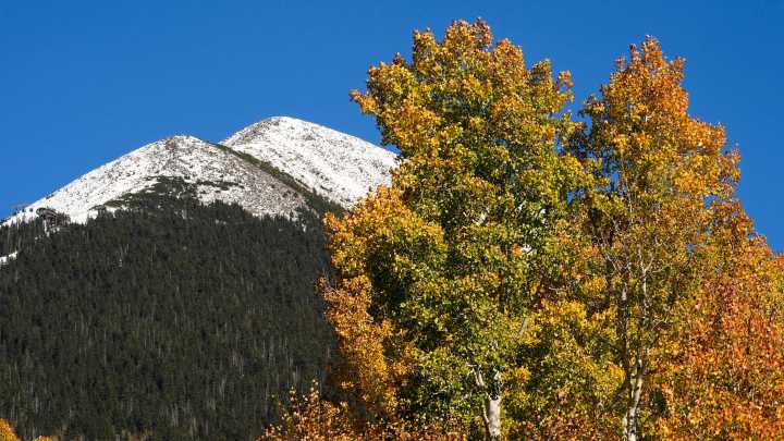 Arizona's best fall colors. Where to go leaf