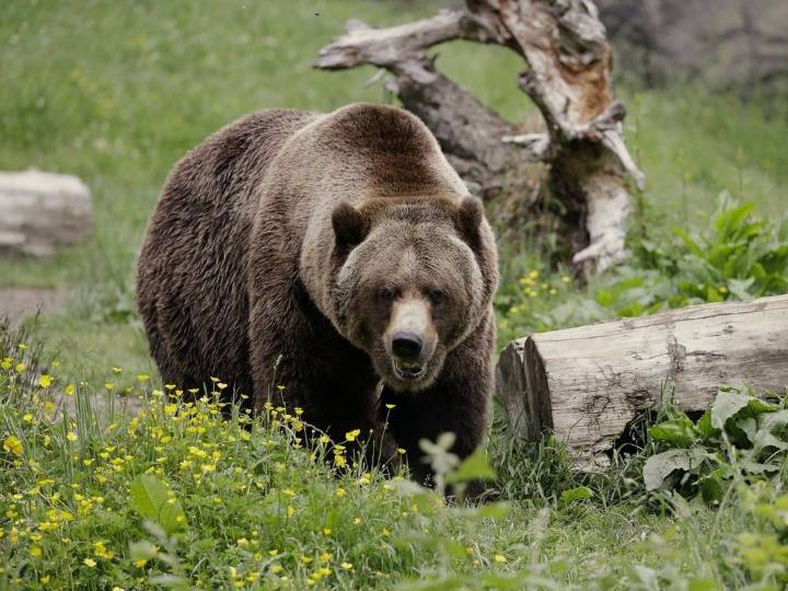 B.C. man rescues himself from jaws of grizzly that ripped off his lips and scalp