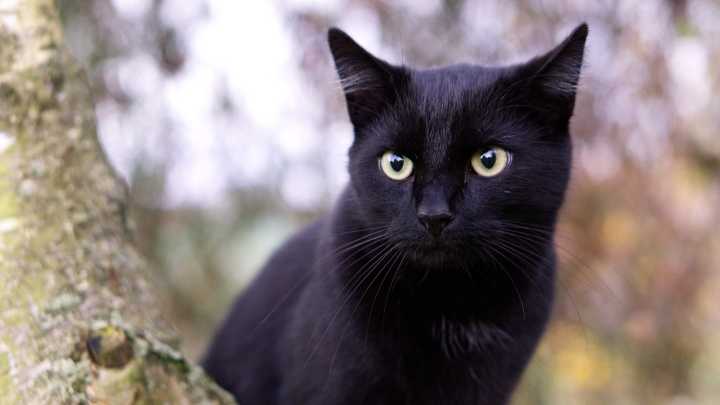 Ciudad española prohibió la adopción de gatos negros en Halloween para prevenir que sean utilizados para rituales siniestros o malos usos