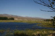 Bird flu in Nevada ducks could spread, officials say