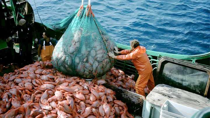 Flotas asiáticas depredan la pota frente a costas peruanas