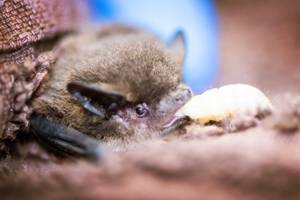 Bat survives being flushed down toilet