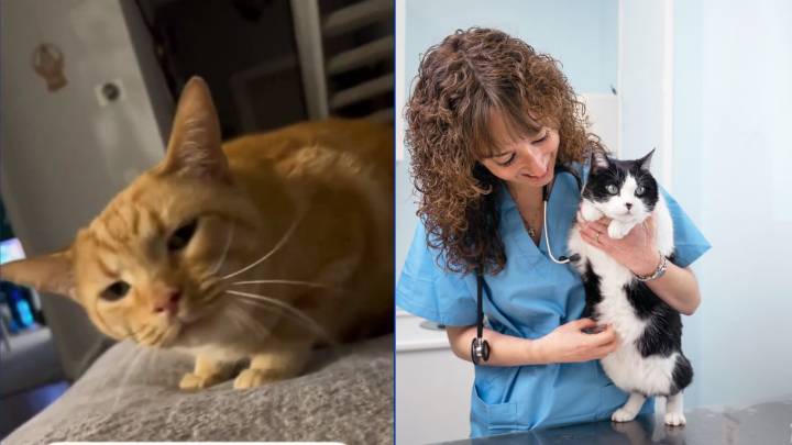 Veterinario lanza advertencia sobre el significado de que tu gato haga este ruido a diario