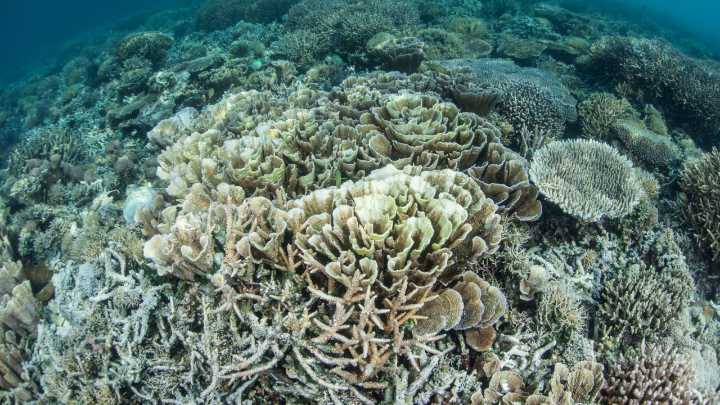 Coral reefs become first environmental system on Earth to pass climate 'tipping point,' report says