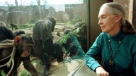 ¿De qué Murió Jane Goodall, Científica y Activista Defensora de Animales?