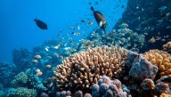World’s First Climate Tipping Point Has Been Crossed, With Coral Reefs Facing Unprecedented Die
