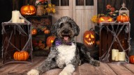 How To DIY A Stunning Spider Web For Elegant Halloween Decor
