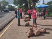 Waraos se unen para que permitan vender cangrejos anualmente en el malecón Manamo