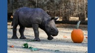 Critically endangered baby black rhino makes its debut at Cleveland Metroparks Zoo