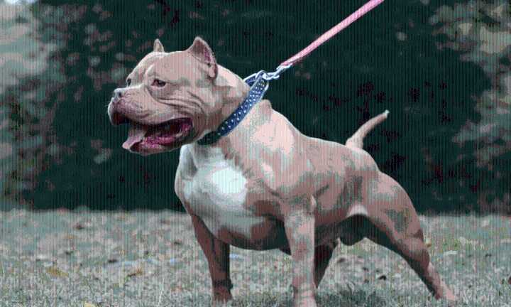 Dueña de perros que mataron a una abuelita en Yucatán fue vinculada a proceso
