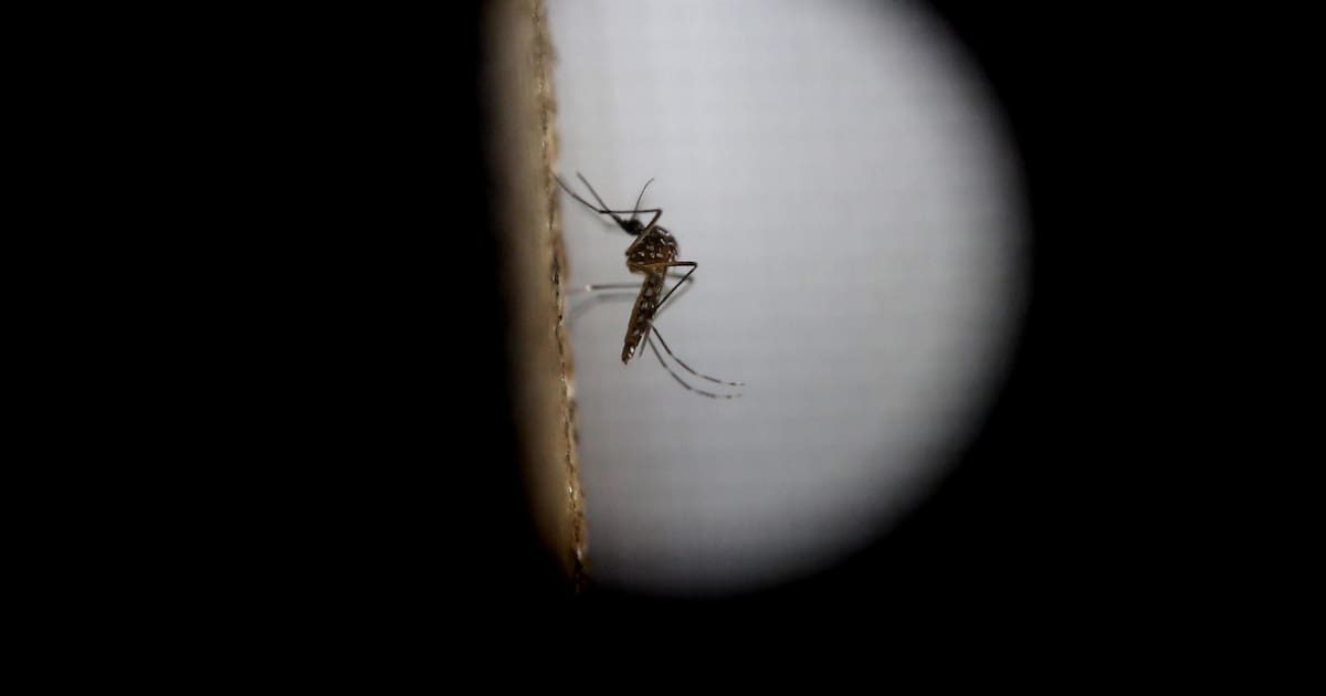 Se dispara el dengue en Sonora con 987 casos, el triple que en 2024