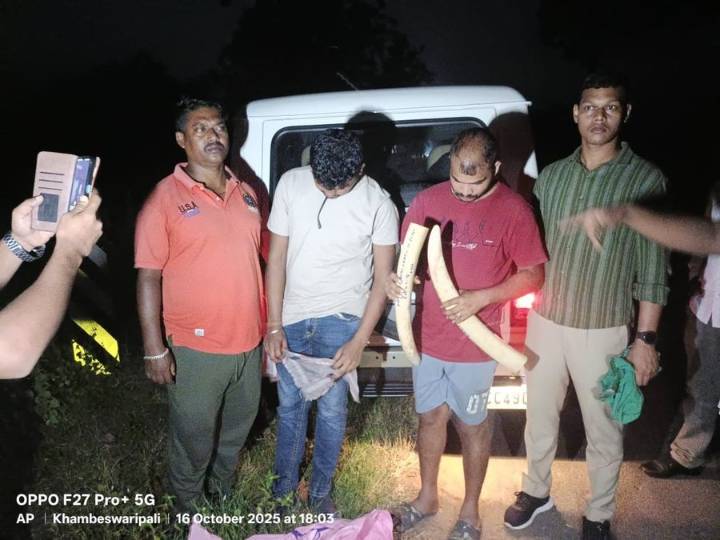 STF nabs two ivory traders, 5kg elephant tusks seized