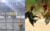 Gallo de pelea causa la muerte de su criador durante un enfrentamiento en Barranca