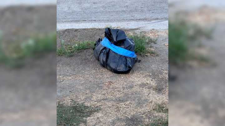 California Rescuer Was Horrified After Finding Puppies Next To Their Deceased Mom, So He Tried To Help