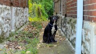 Missouri Rescuers Face Heartbreaking Sight As Injured Pup Gazes With A Silent Call For Help